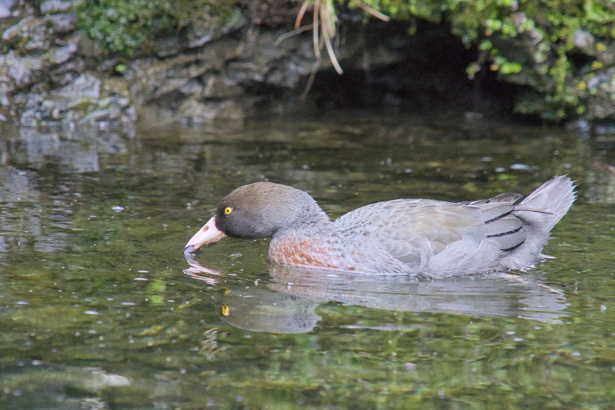 kaskadeand - ML644710156