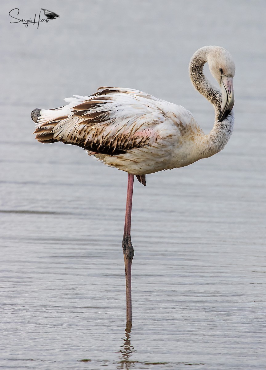 Greater Flamingo - ML644710157