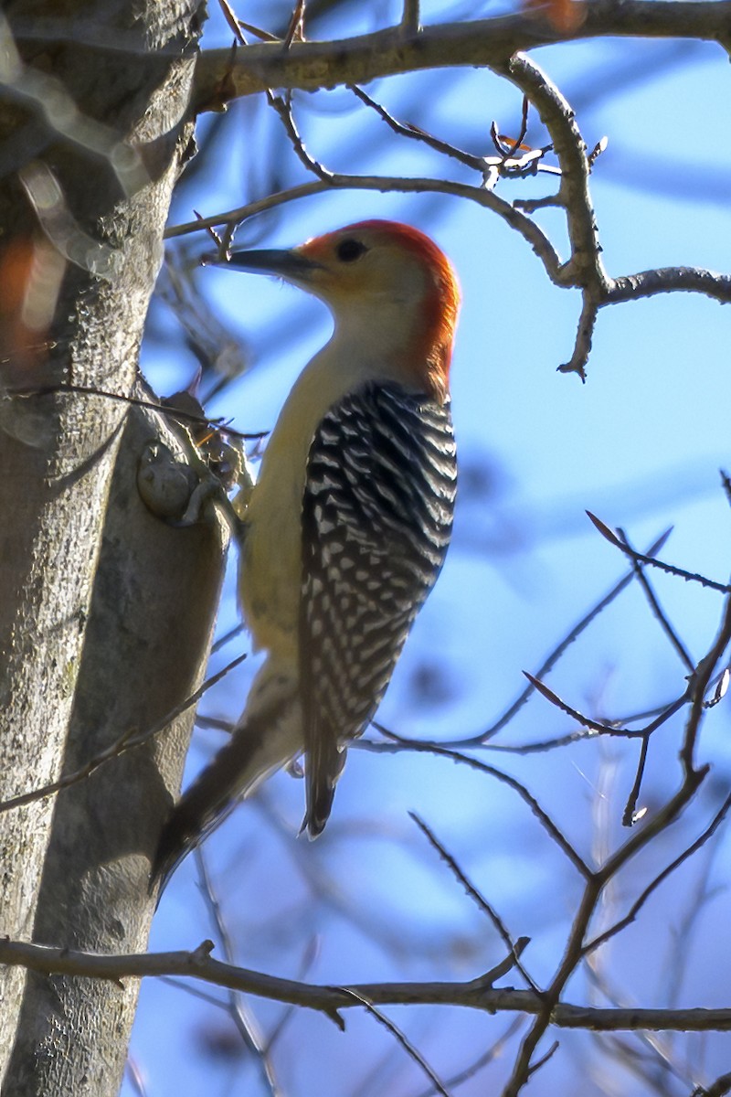 Carolinaspecht - ML644710167