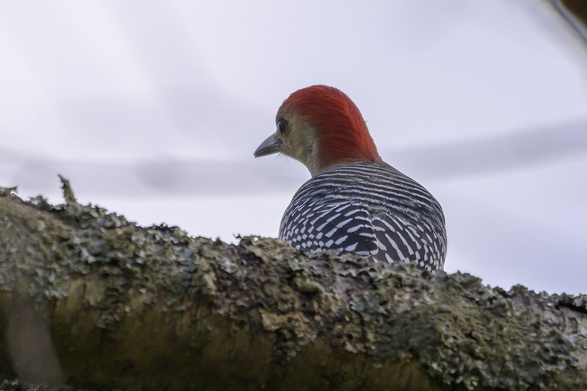 Carolinaspecht - ML644710168