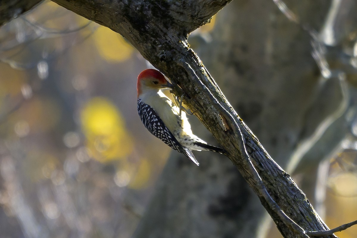 Carolinaspecht - ML644710169