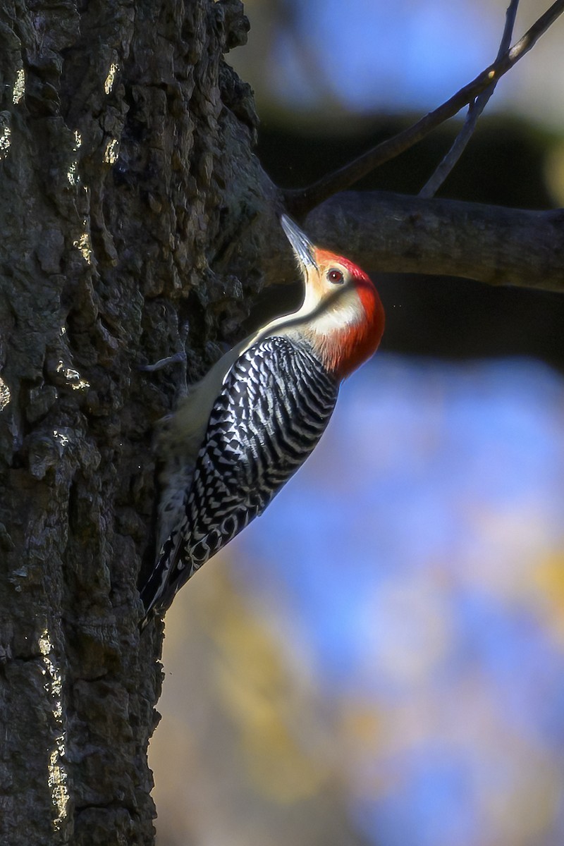 Carolinaspecht - ML644710170