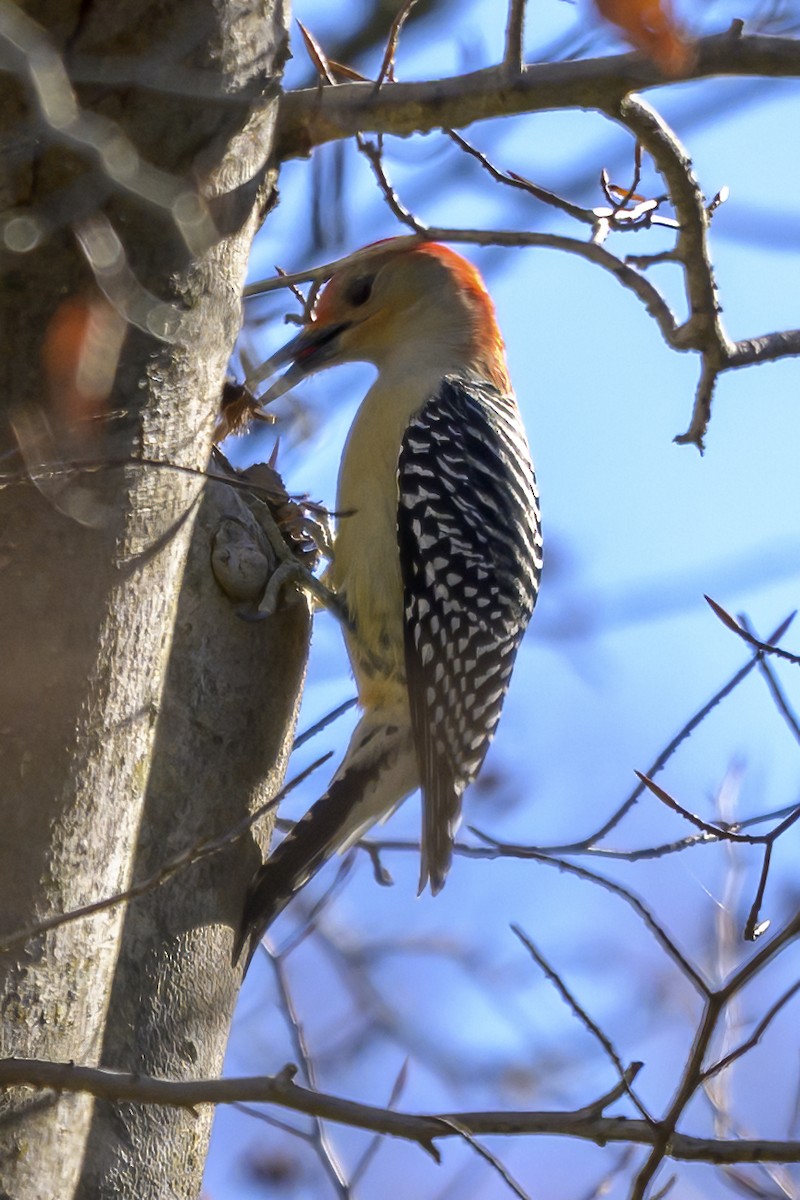 Carolinaspecht - ML644710171