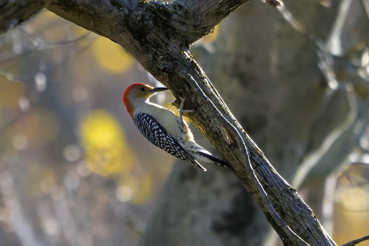 Carolinaspecht - ML644710172