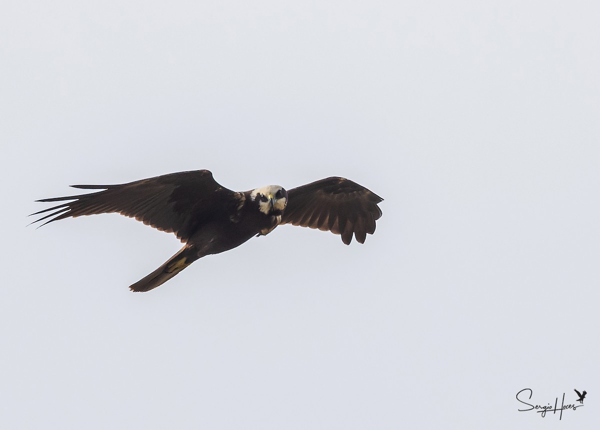 Falco di palude - ML644710186