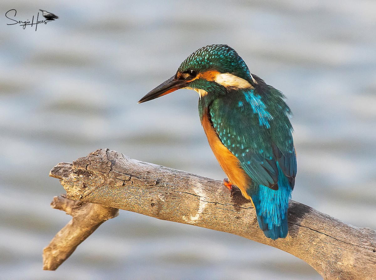 Martin pescatore - ML644710197