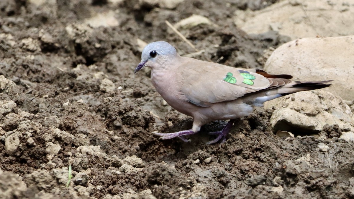 Palomita Aliverde - ML644710198