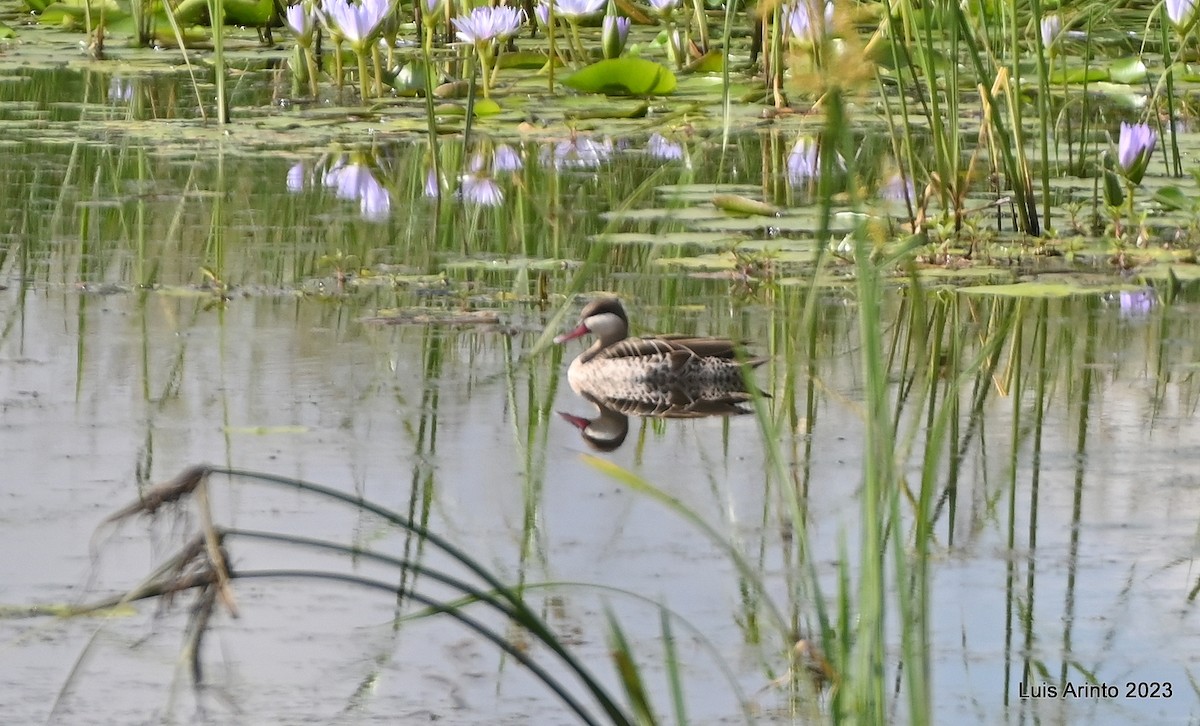 Red-billed Duck - ML644710202