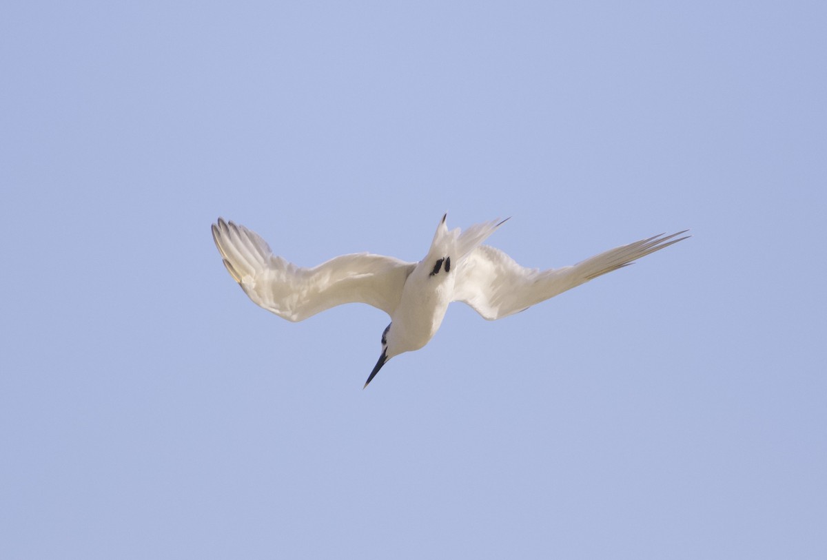 Sandwich Tern - ML644710208