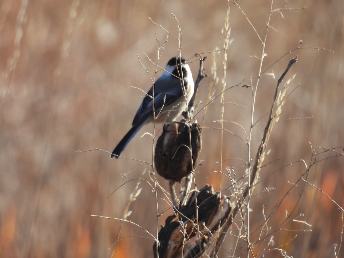 Black-capped Chickadee - ML644710214