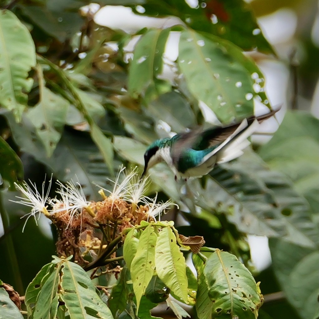 Black-eared Fairy - ML644710215