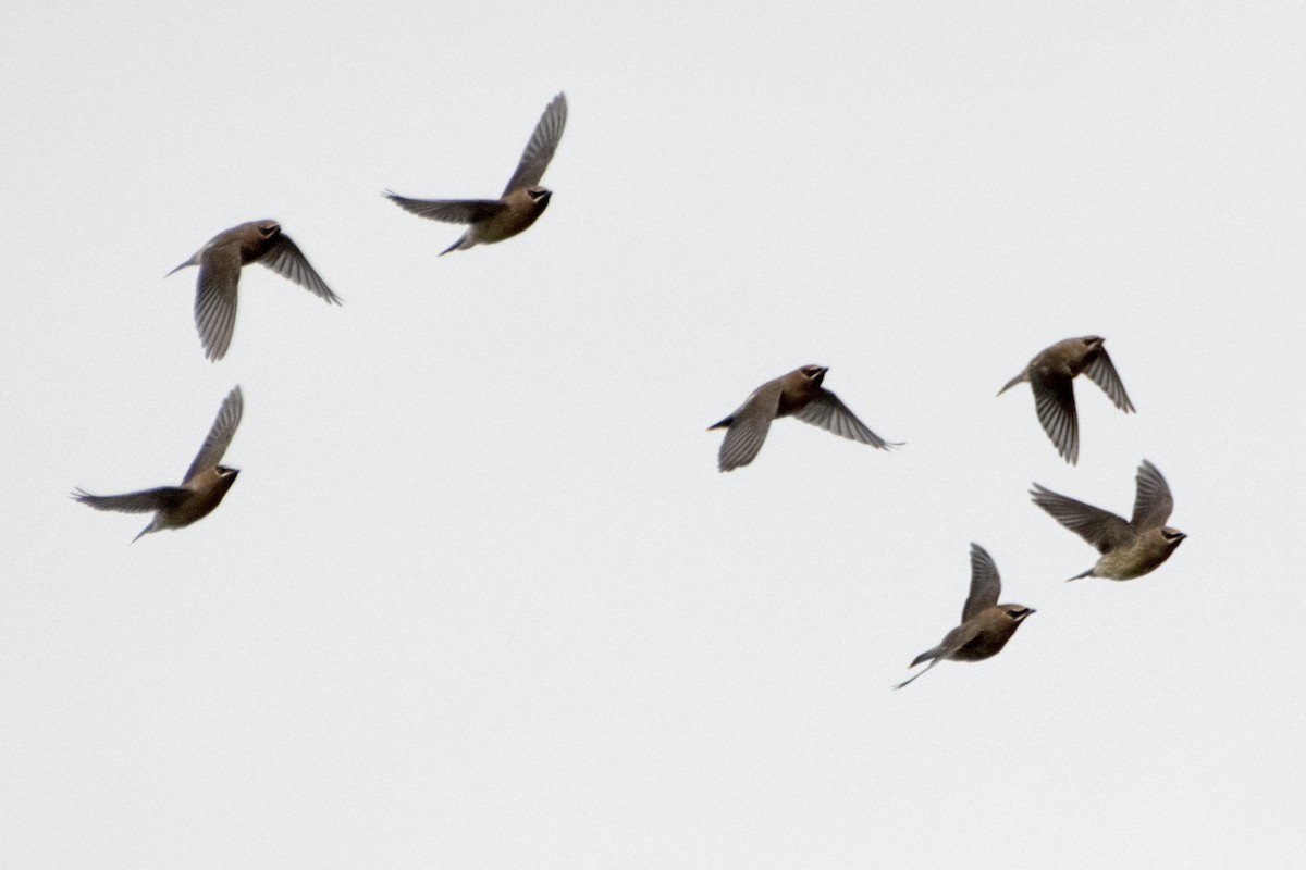 ヒメレンジャク - ML644710221