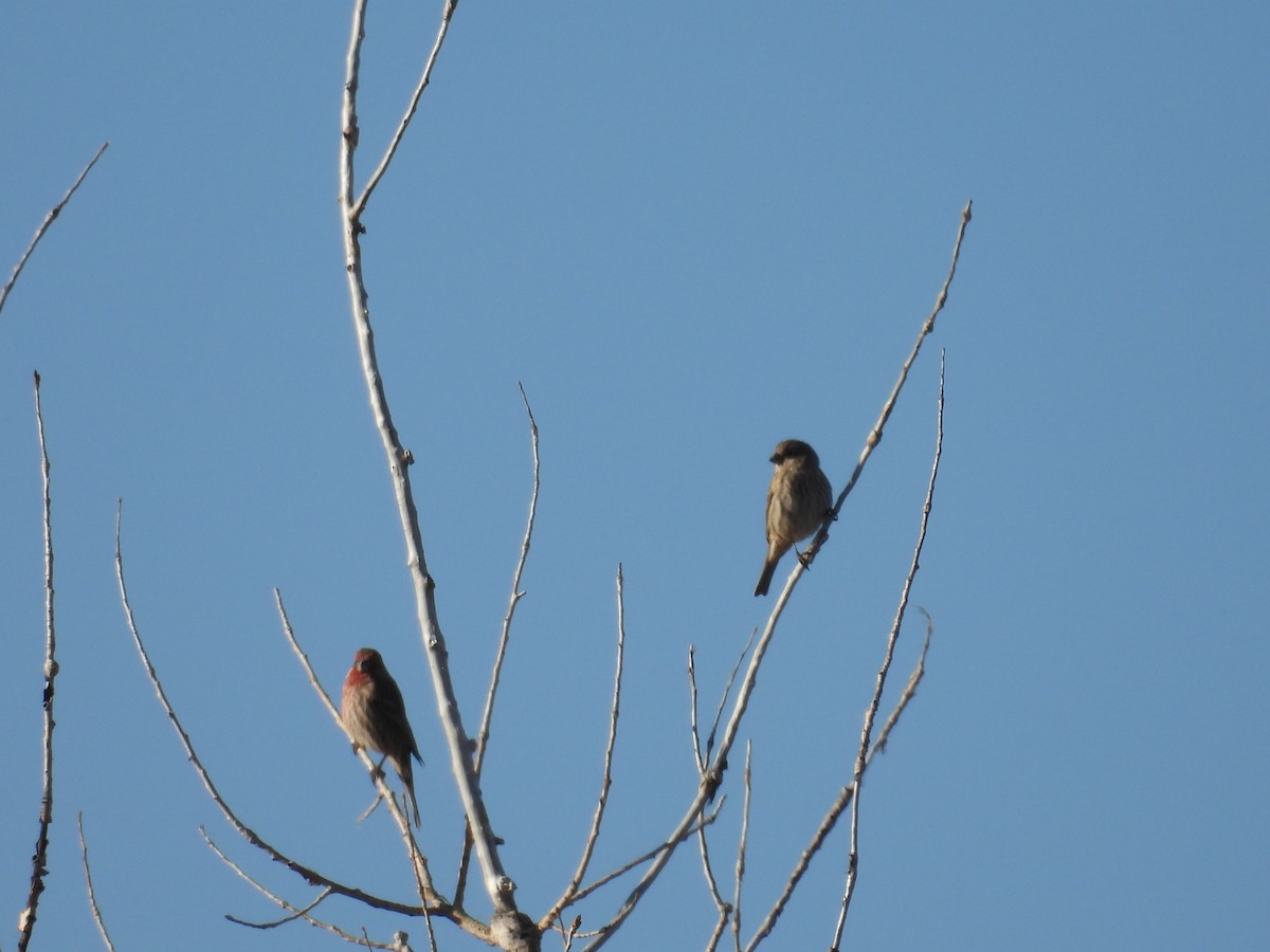 House Finch - ML644710237