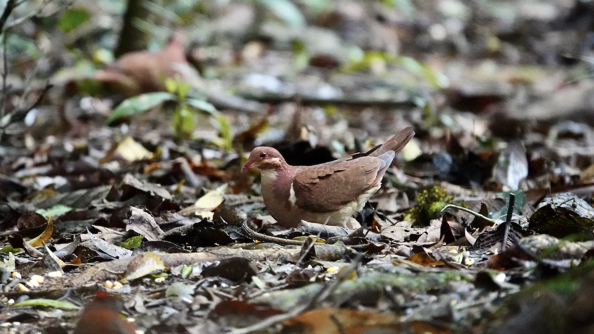 Ruddy Quail-Dove - ML644710238