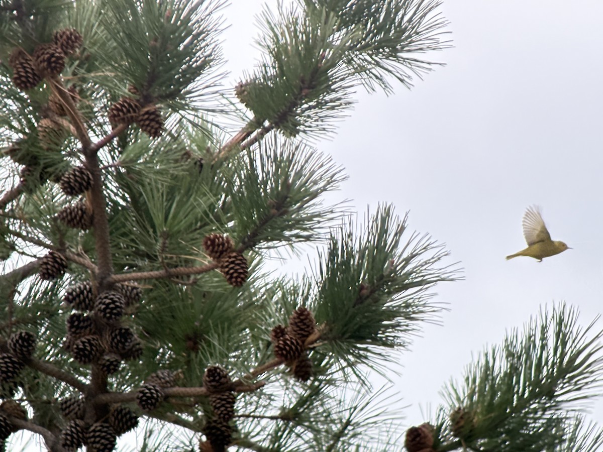 Northern Yellow Warbler - ML644710240