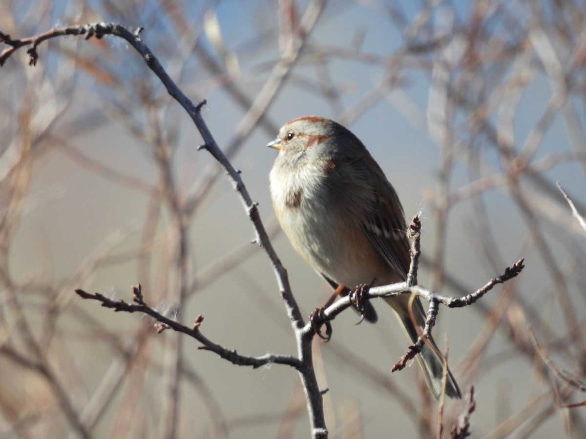 American Tree Sparrow - ML644710241