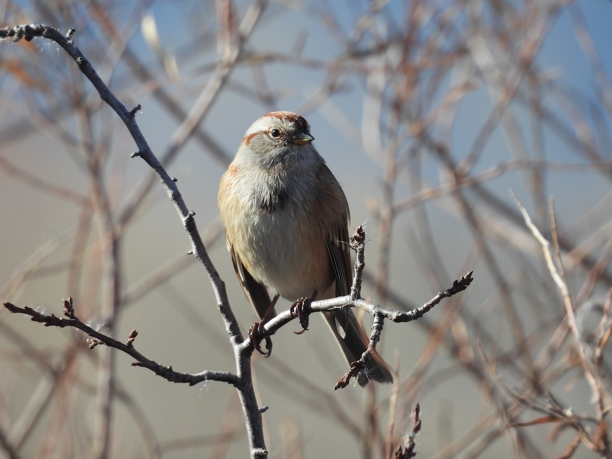American Tree Sparrow - ML644710242