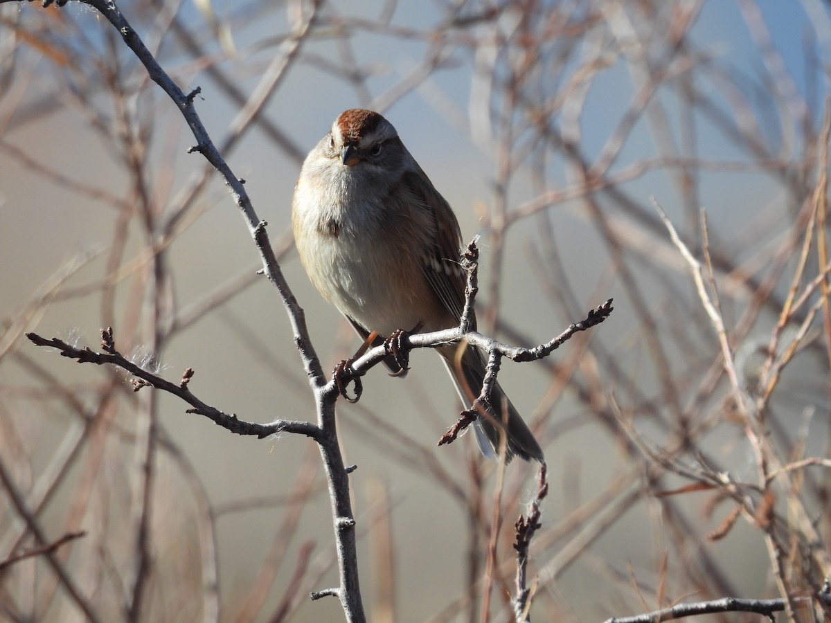 American Tree Sparrow - ML644710243