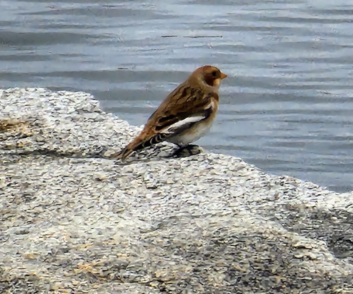 ユキホオジロ - ML644710249