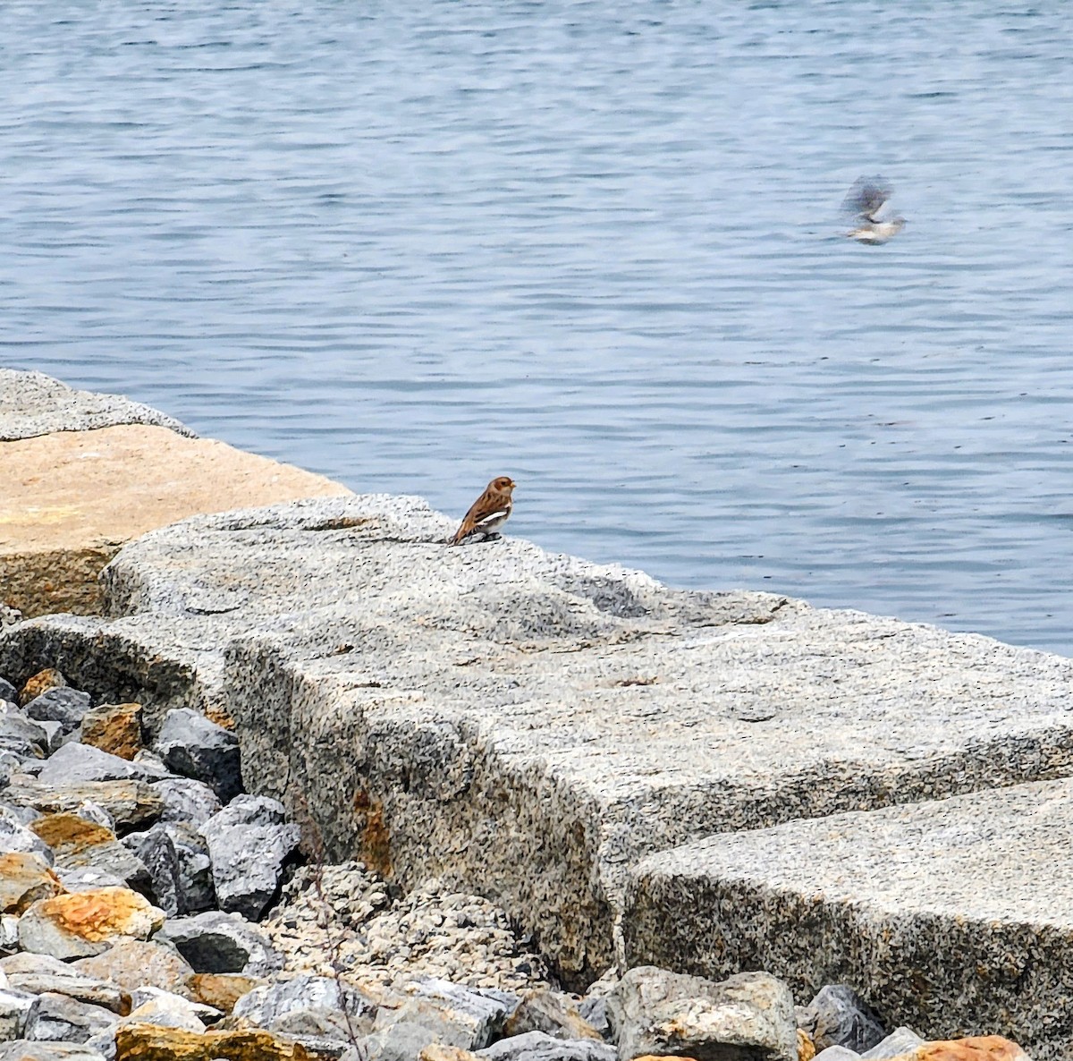 ユキホオジロ - ML644710250