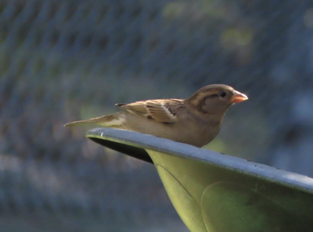 House Sparrow - ML644710265