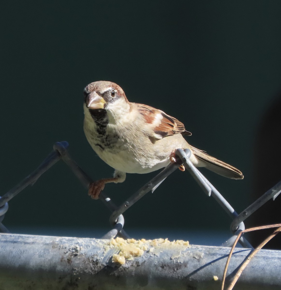 House Sparrow - ML644710266