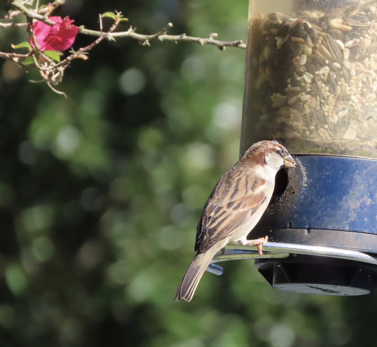 House Sparrow - ML644710268