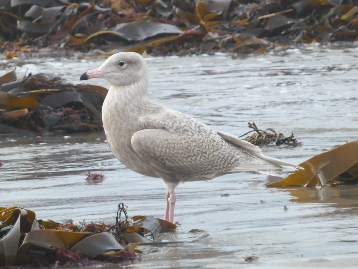 Glaucous Gull - ML644710269