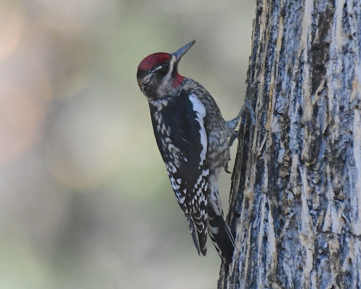 Rotnacken-Saftlecker - ML644710278