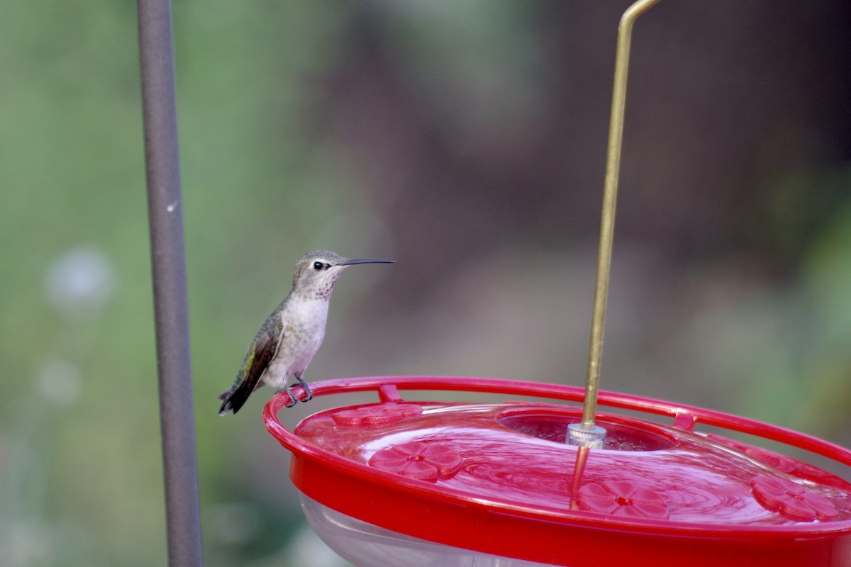 Anna's Hummingbird - ML644710283