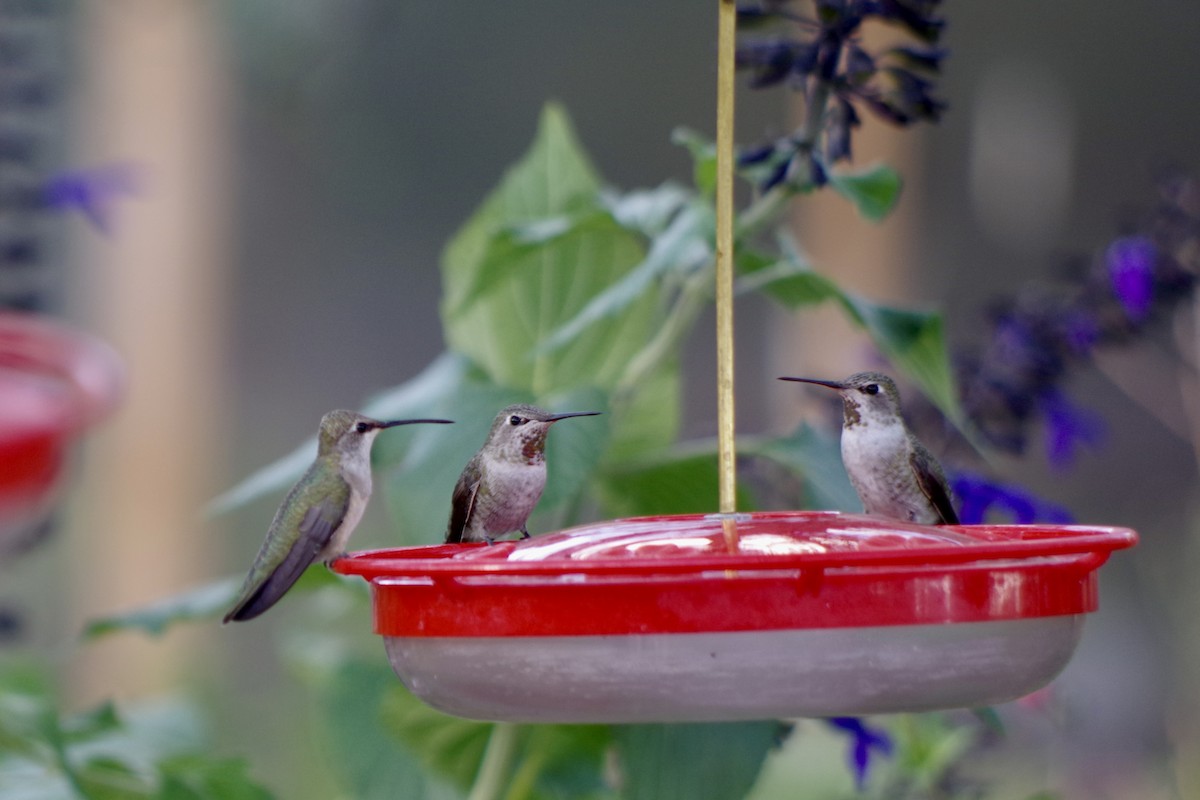 Anna's Hummingbird - ML644710284
