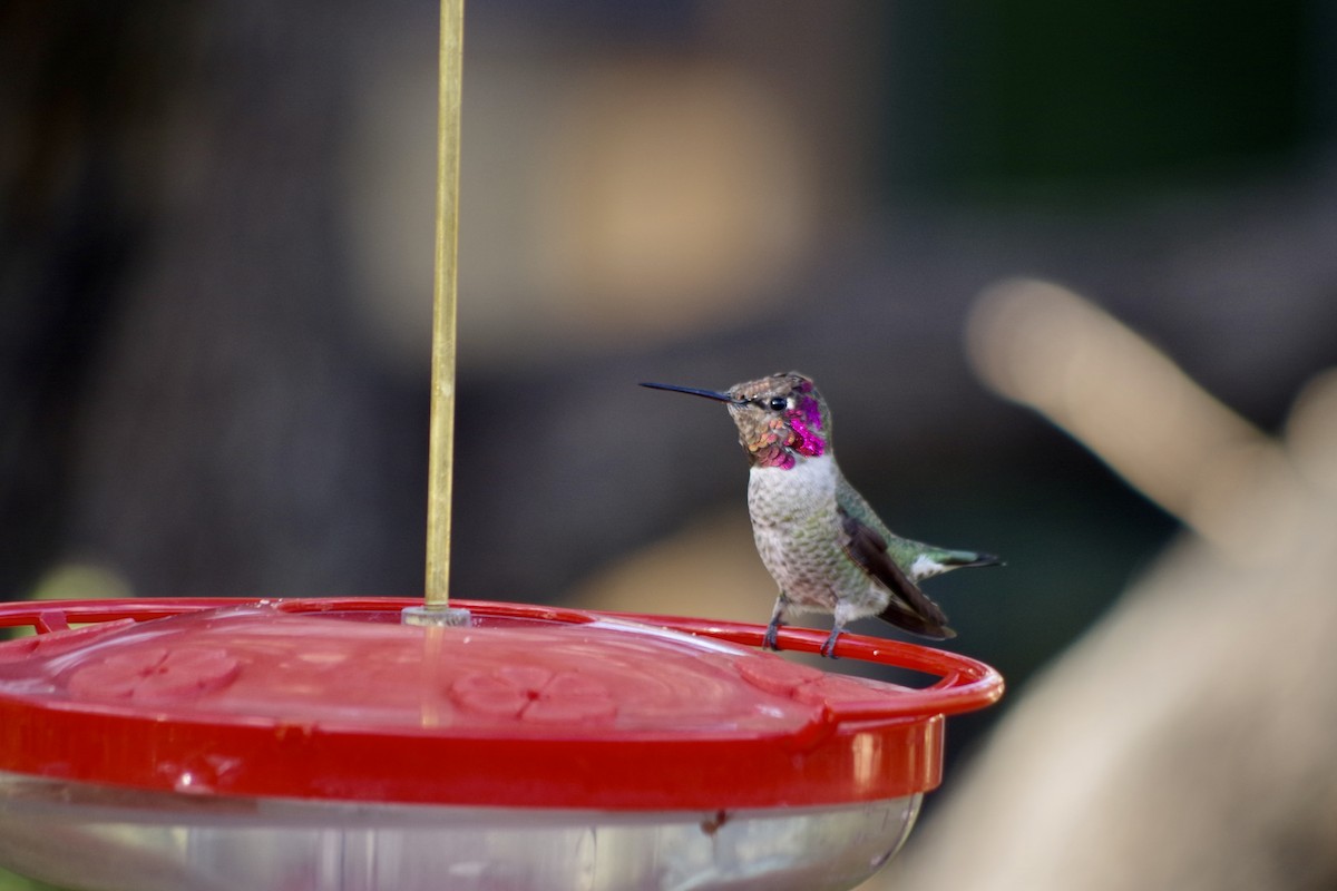 Anna's Hummingbird - ML644710285
