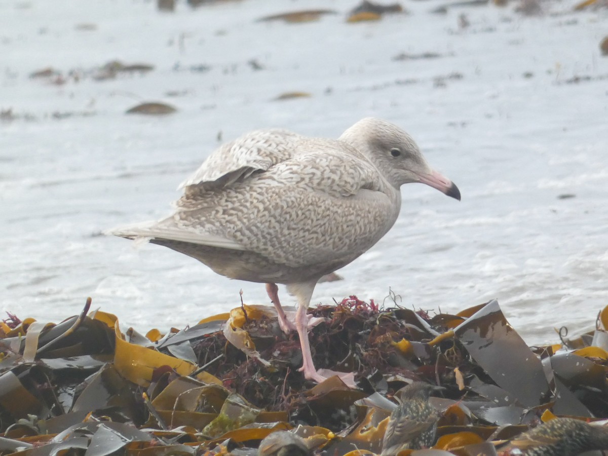 Glaucous Gull - ML644710295