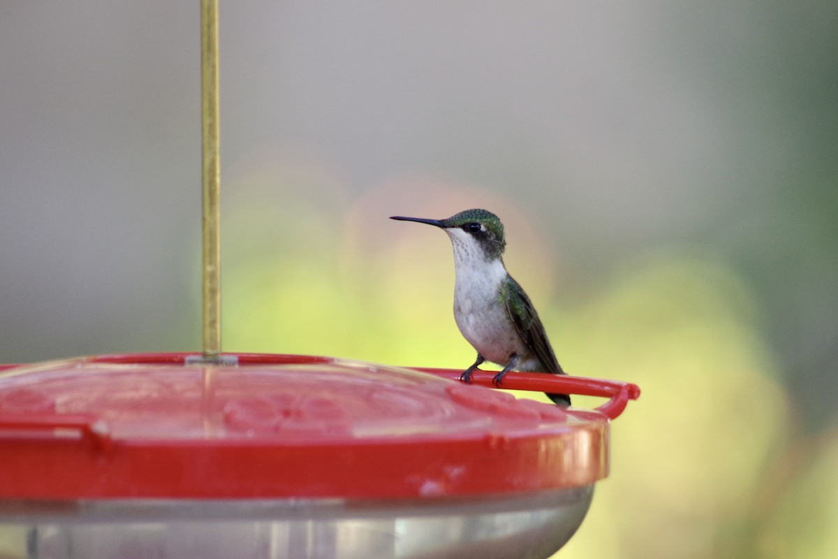 Ruby-throated Hummingbird - ML644710296