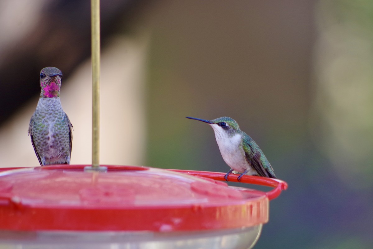 Ruby-throated Hummingbird - ML644710297