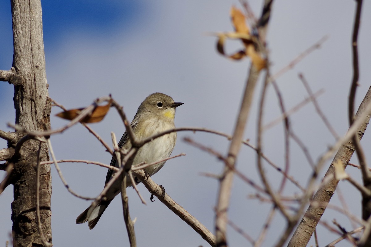 Yellow-rumped Warbler (Audubon's) - ML644710317