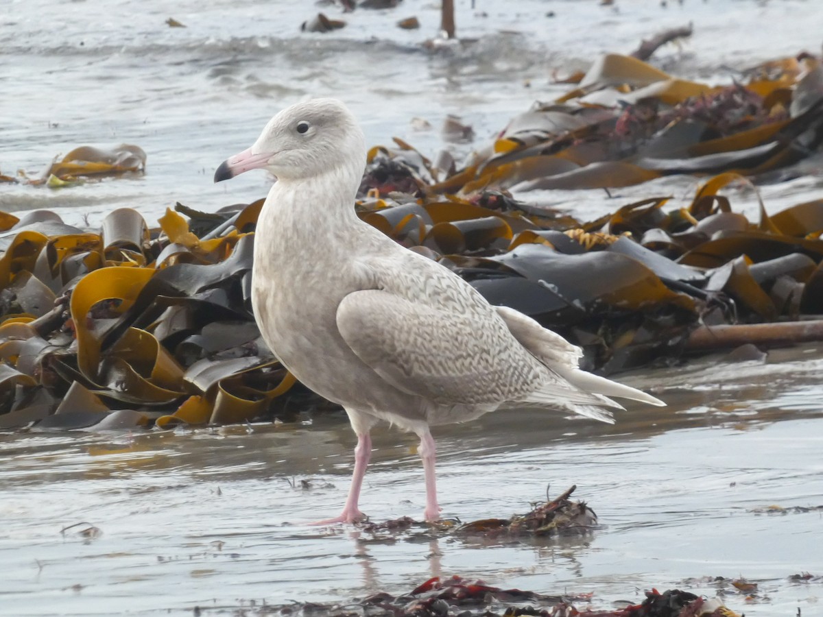 Glaucous Gull - ML644710318