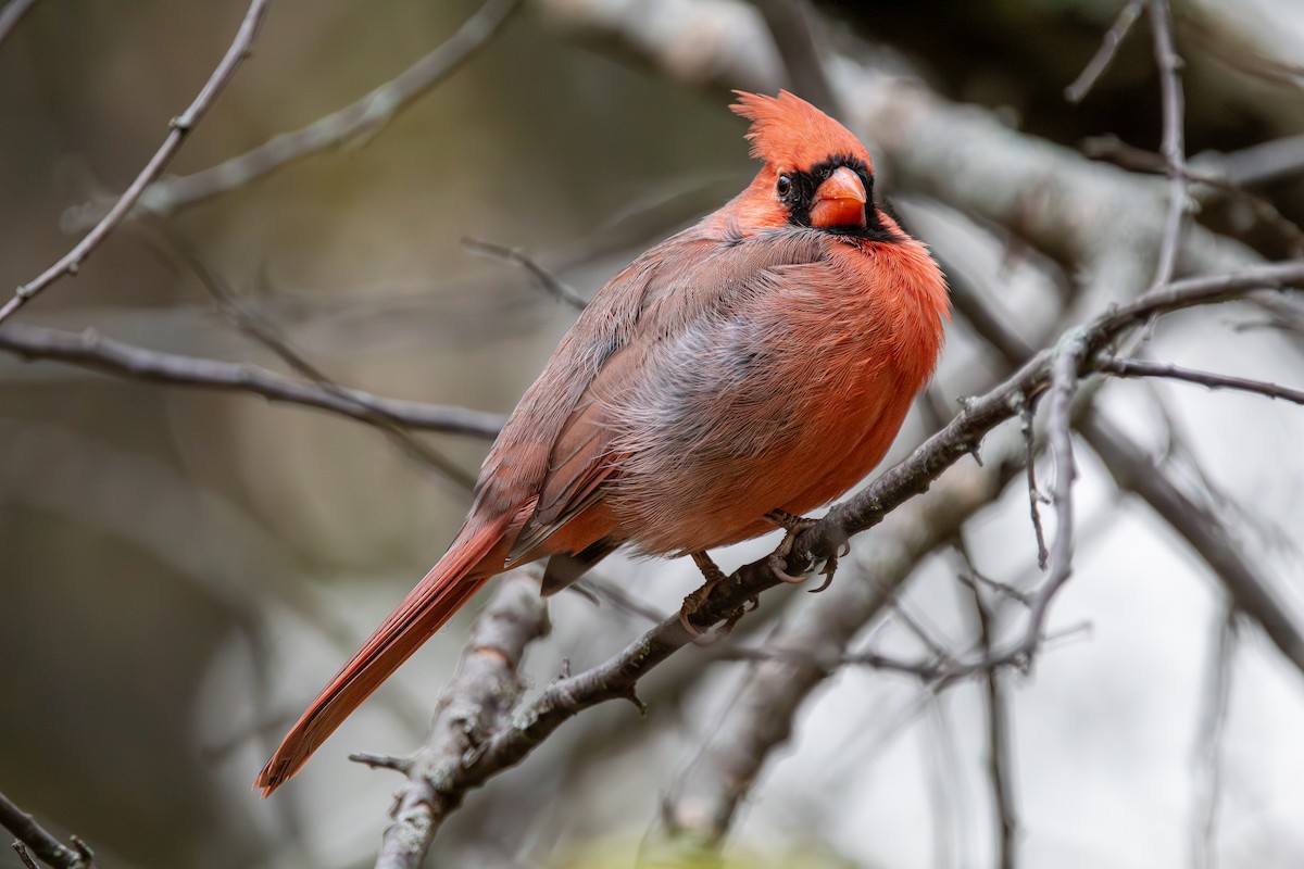 Красный кардинал - ML644710320