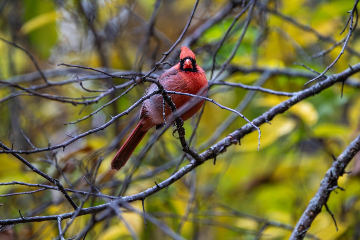 Красный кардинал - ML644710321