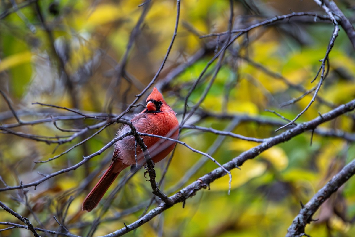 Красный кардинал - ML644710322