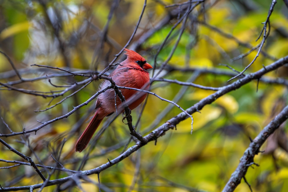 Красный кардинал - ML644710323