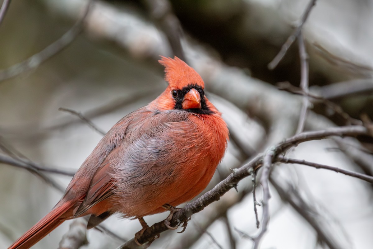 Красный кардинал - ML644710324