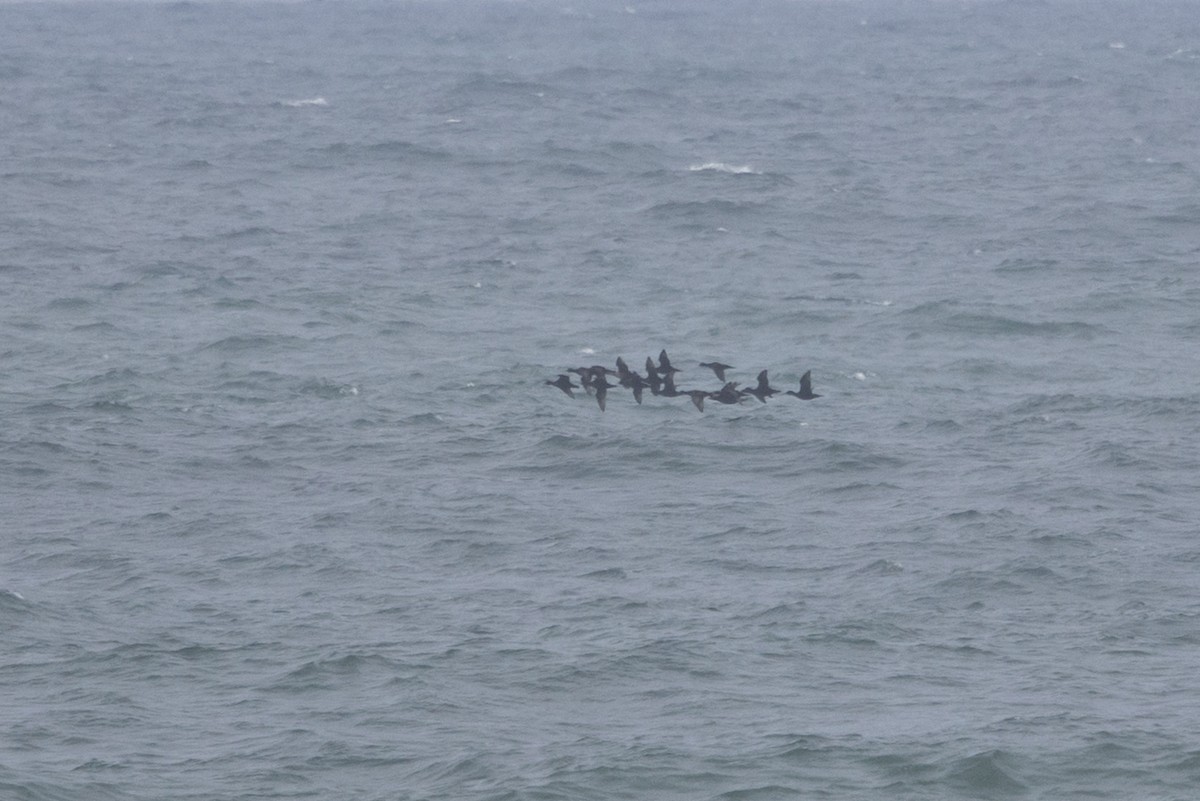 Ahatebeltz eurasiarra - ML644710342