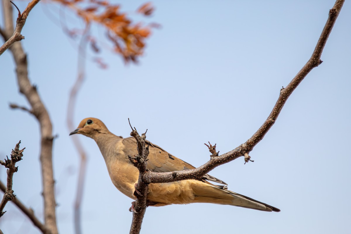 Mourning Dove - ML644710354