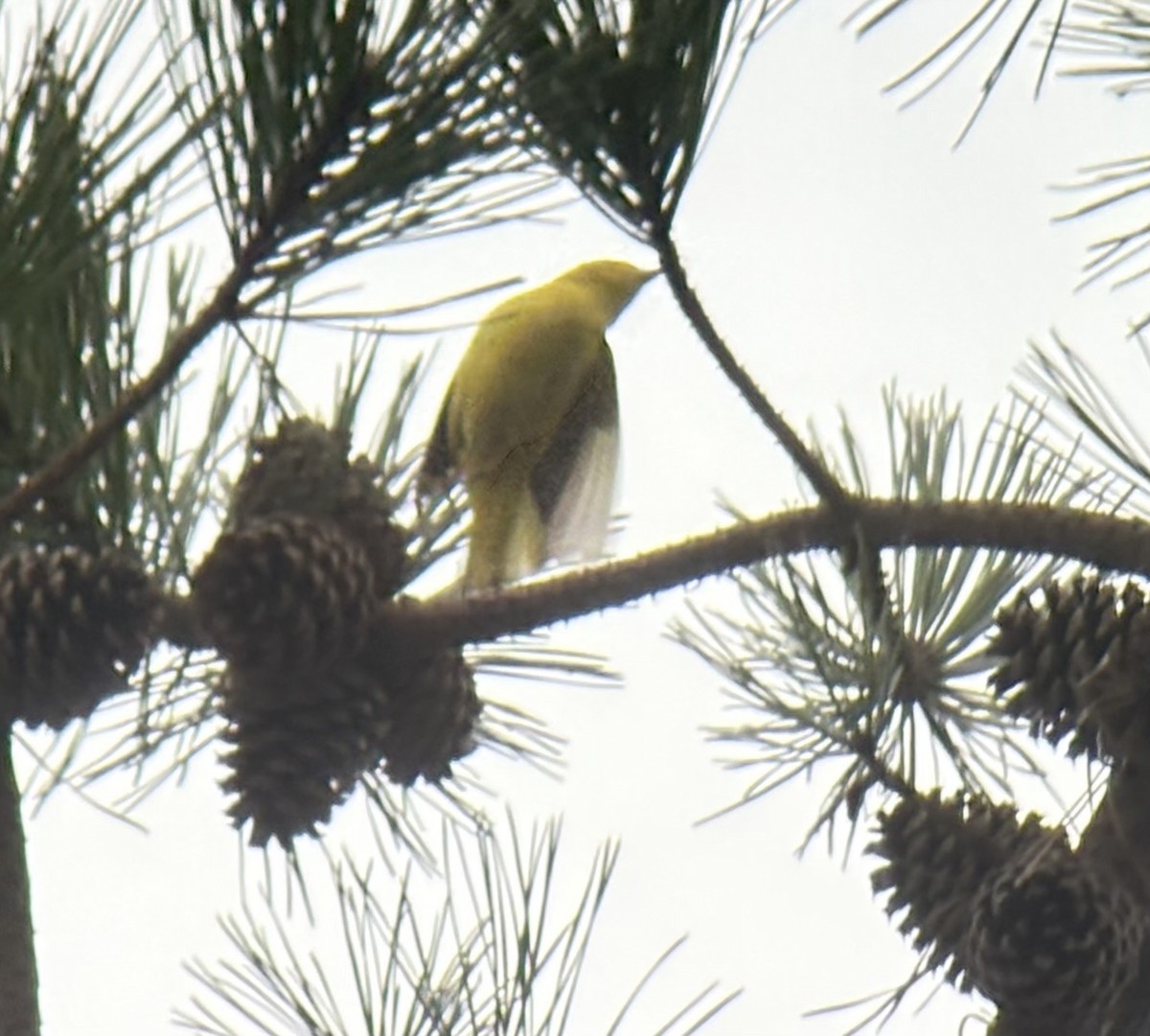 Northern Yellow Warbler - ML644710362