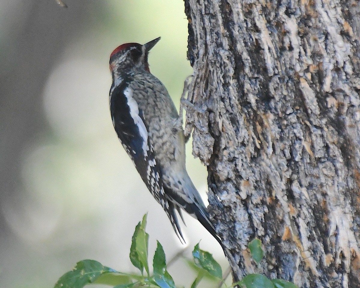 Rotnacken-Saftlecker - ML644710363