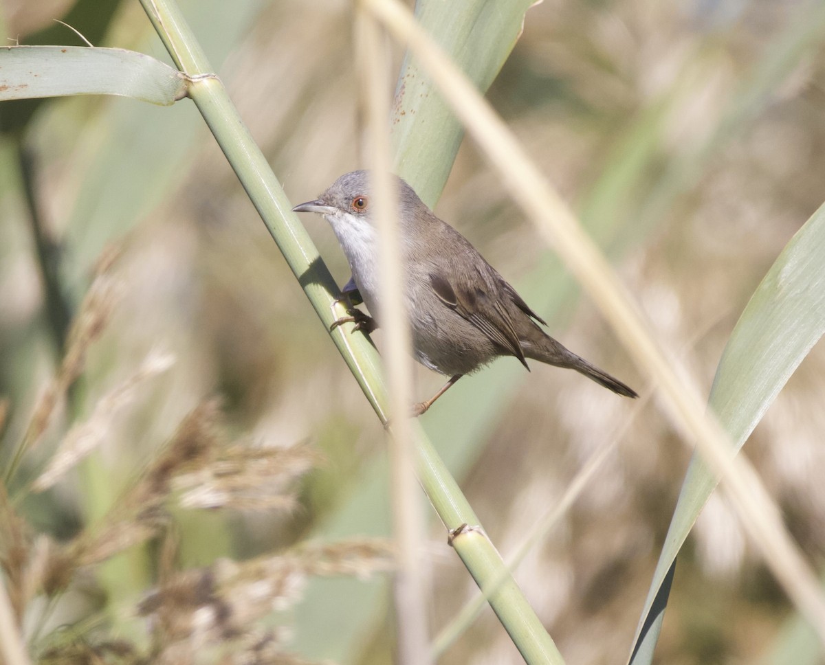 Sardinian Warbler - ML644710364