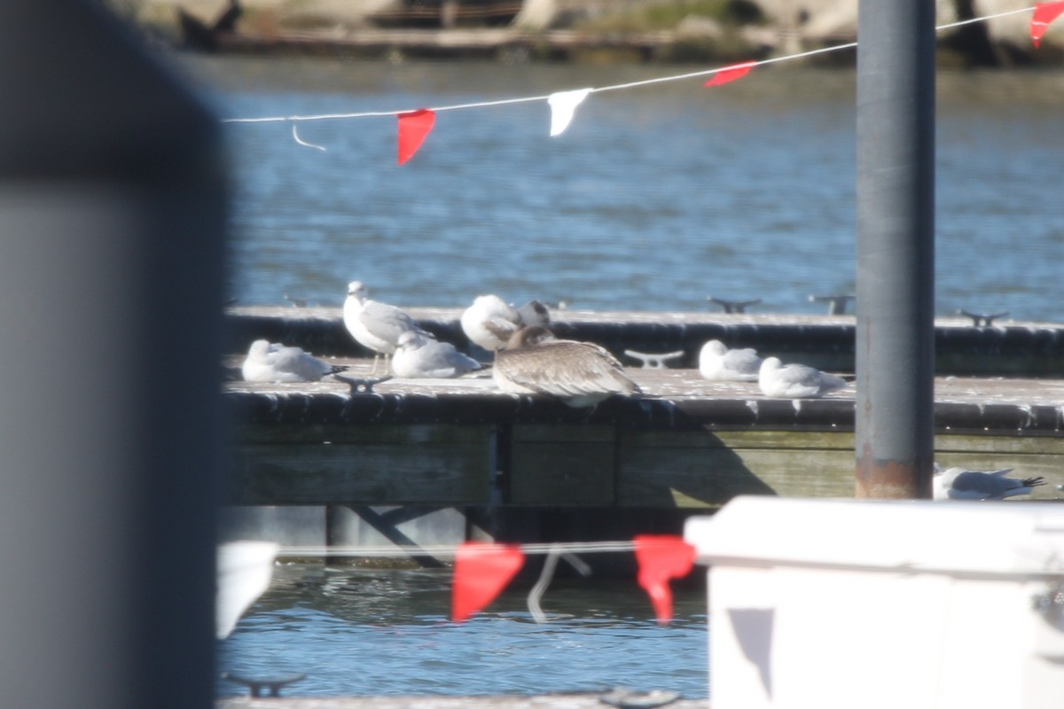 カッショクペリカン - ML644710394