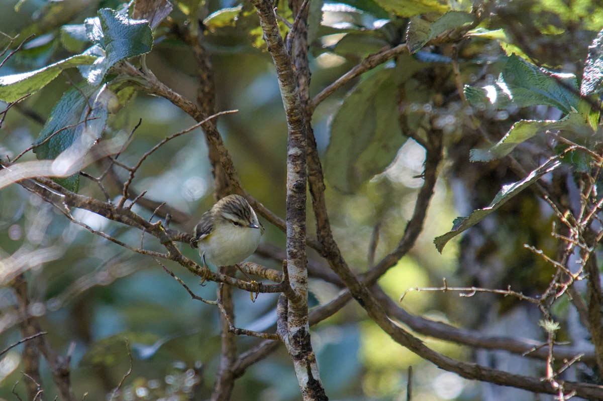 Rifleman - ML644710403