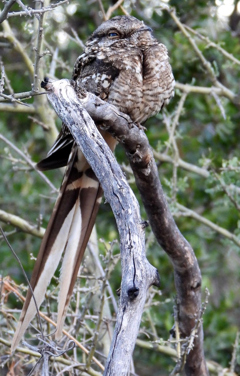 lelek nůžkoocasý - ML644710406